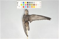 藏品(小雨燕)的圖片